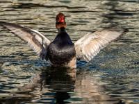 Kolbenente Männchen beim Flügelschlag